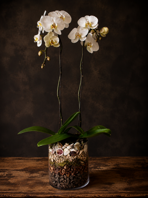 White Phalaenopsis orchid flowers with green leaves in a clear glass cylinder vase filled with stones, moss, peach pips, sea shells, displayed on a rustic wooden surface against a dark brown textured background. By Blooms Gifts Etcetera.