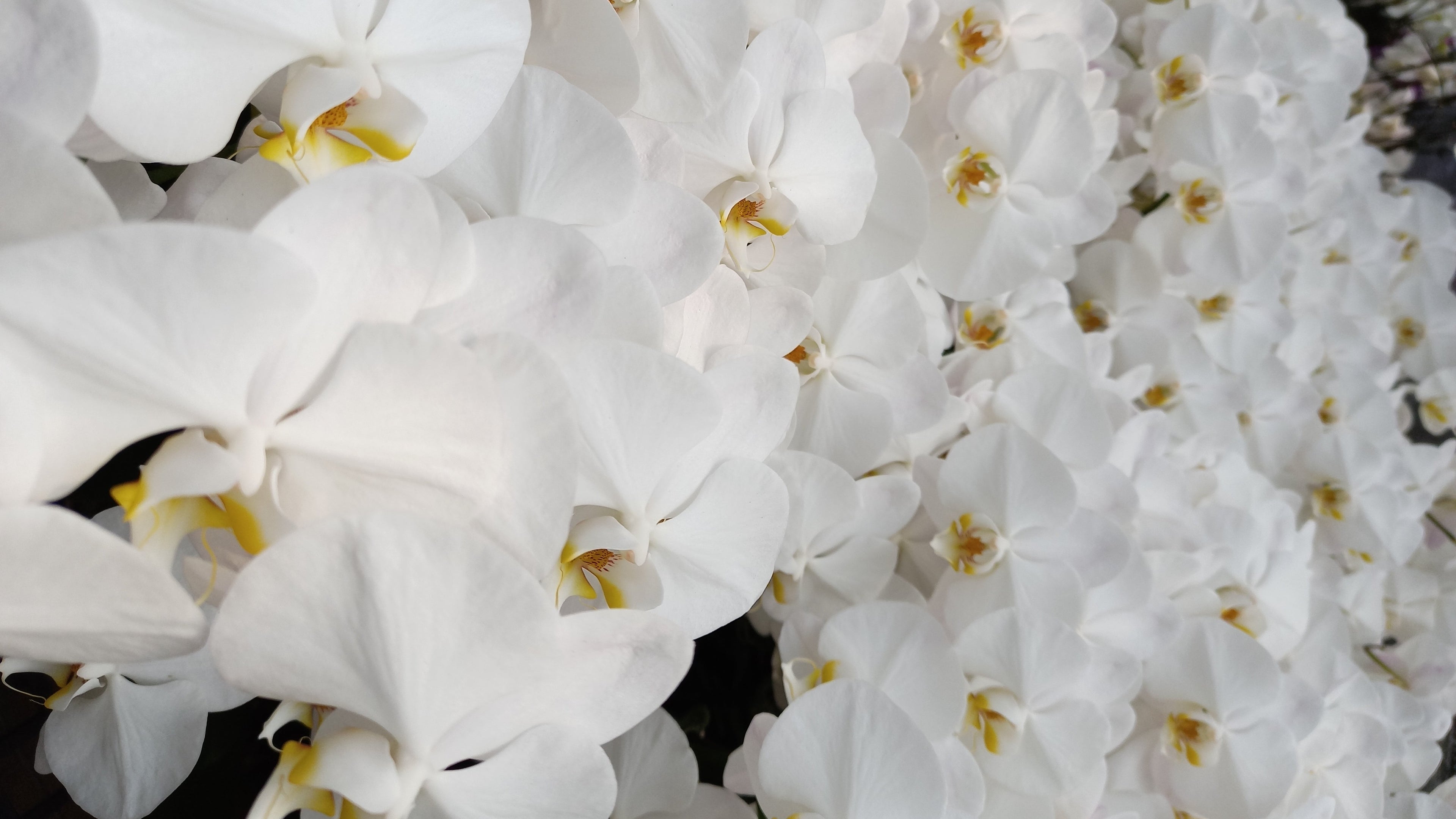 Close-up of white orchids with a blurred background