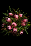 Bouquet of pink protea flowers with greenery on a black background