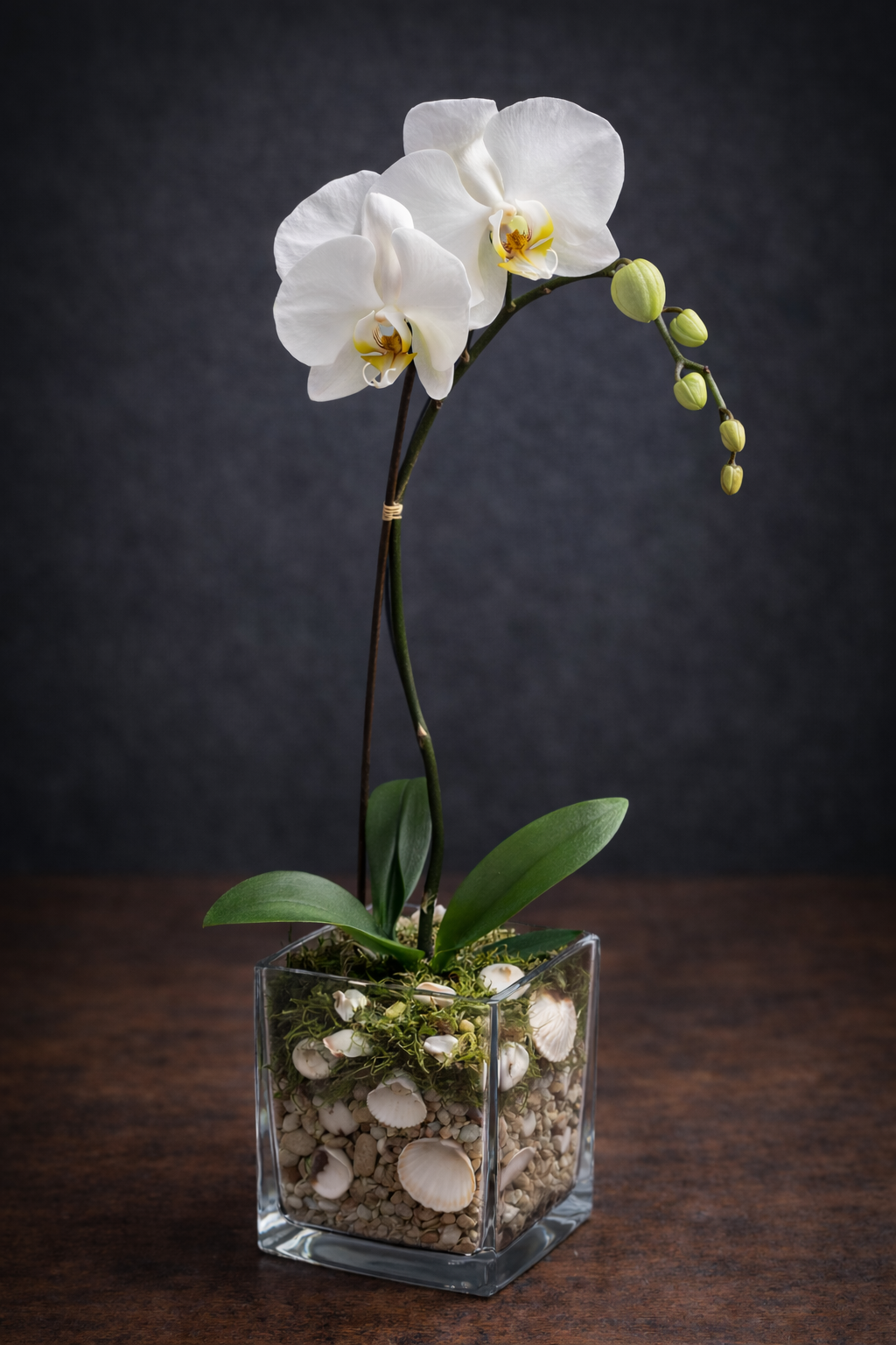 White phalaenopsis orchid in a small square glass vase with pebbles and moss on a dark background