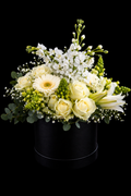 White posy style flower arrangement with white roses, white snapdragons, white lilies, gypsophilla, white gerbera daisy and pennygum in a medium size black hatbox against a black background.