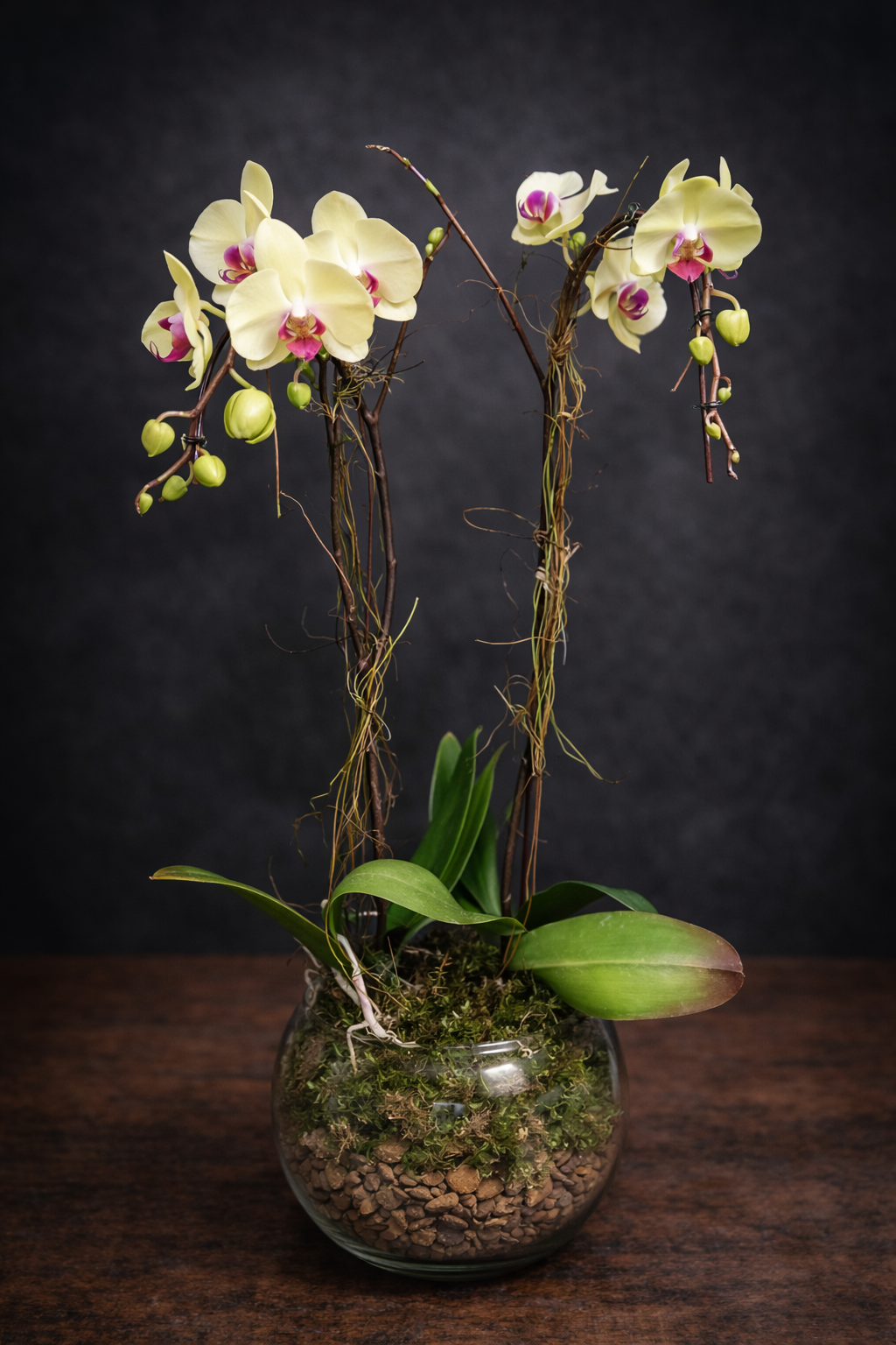 Two yellow Orchid plants in a clear glass rose bowl stuffed with stones and moss  on a dark background.