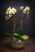 Two yellow Orchid plants in a clear glass rose bowl stuffed with stones and moss  on a dark background.