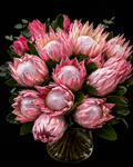Bouquet of pink king protea flowers in a clear vase on a black background